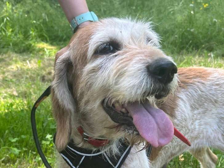 Maely, femelle Briquet Griffon Vendéen à adopter