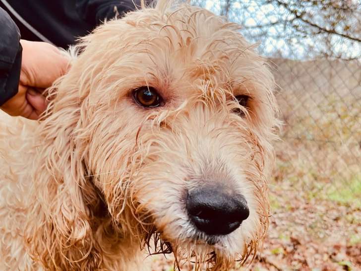 Vainqueur, mâle Grand Griffon Vendéen à adopter