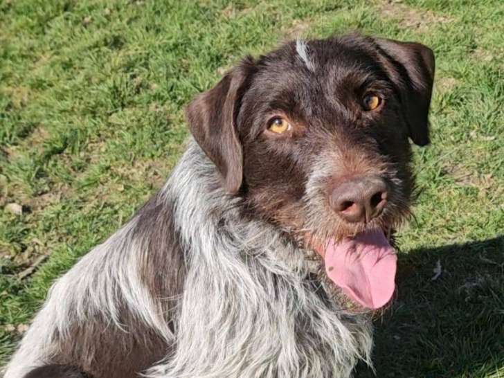 Tomi, chien Korthals à adopter