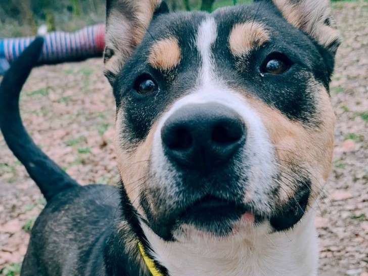 Alonzo, jeune chien à adopter