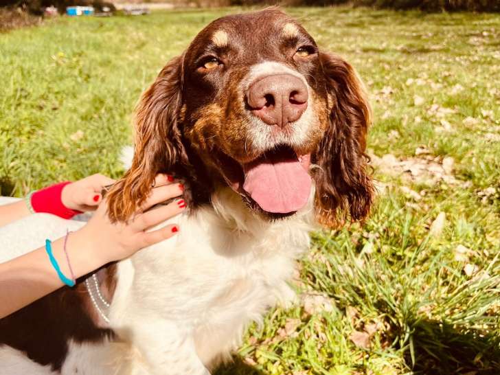 Austin, Épagneul Breton à adopter