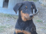 Aramis, magnifique chiot Beauceron noir et feu inscrit au LOF à vendre