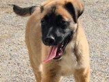 2 chiots Malinois croisés Berger Australien à vendre