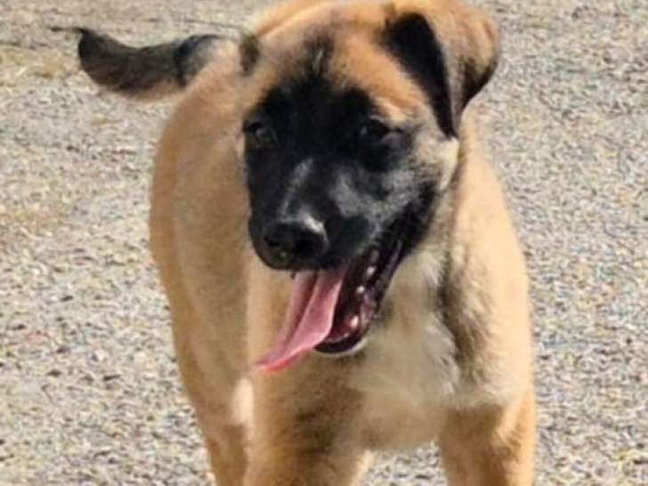 2 chiots Malinois croisés Berger Australien à vendre