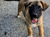 2 chiots Malinois croisés Berger Australien à vendre