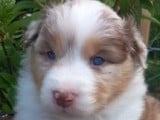 Chiots de race Berger Australien à vendre (4 femelles & 5 mâles)