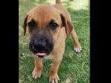 À adopter : chiot femelle de 2 mois