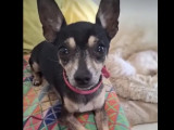 Disponible à l'adoption : chien Pinscher Nain de 4 ans