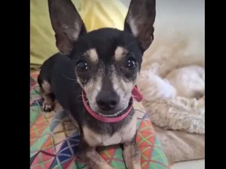 Disponible à l'adoption : chien Pinscher Nain de 4 ans