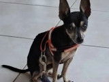 Disponible à l'adoption : chien Pinscher Nain de 4 ans