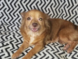 Prête pour l’adoption : chienne Chihuahua marron