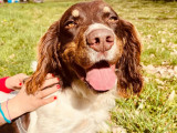À accueillir : chien Épagneul marron et blanc