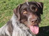 En quête d'un foyer : chien Griffon marron et blanc