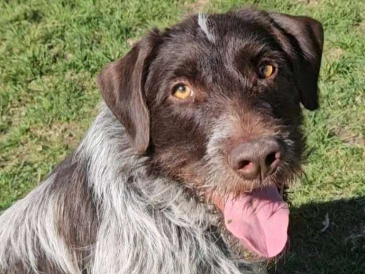 En quête d'un foyer : chien Griffon marron et blanc