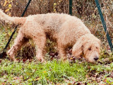 Adoption disponible : chien Grand Griffon Vendéen beige