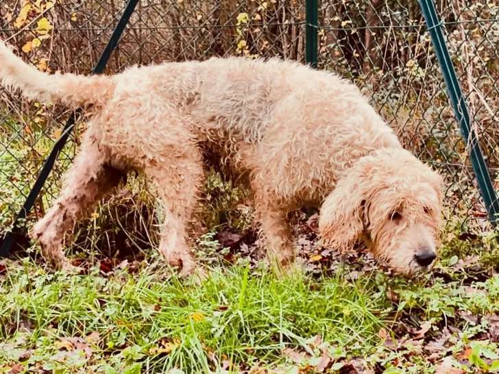 Adoption disponible : chien Grand Griffon Vendéen beige