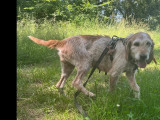 À la recherche d'un foyer : chienne Briquet Griffon Vendéen adulte