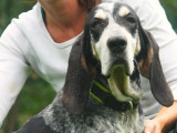 Chienne Basset Bleu de Gascogne adulte à adopter