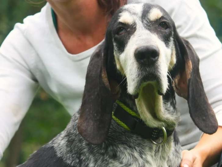 Chienne Basset Bleu de Gascogne adulte à adopter