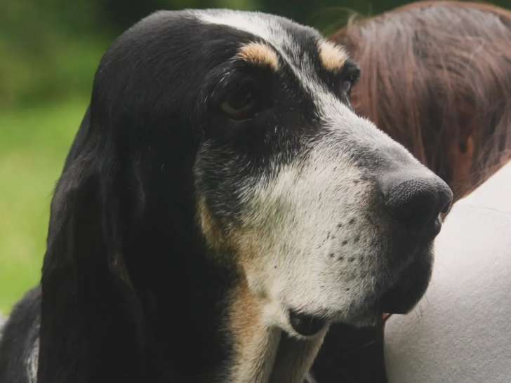Chienne Basset Bleu de Gascogne noire et blanche à accueillir