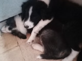 Chiots Border Collie à vendre