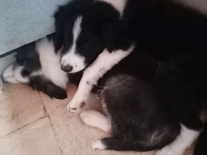Chiots Border Collie à vendre