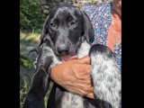 Chiot mâle noir et blanc disponible à l'adoption