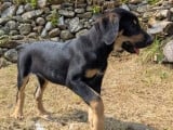 Chiot femelle noir et feu en attente d'adoption