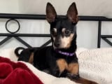 Chien Pinscher Nain de 10 ans en attente d'une famille