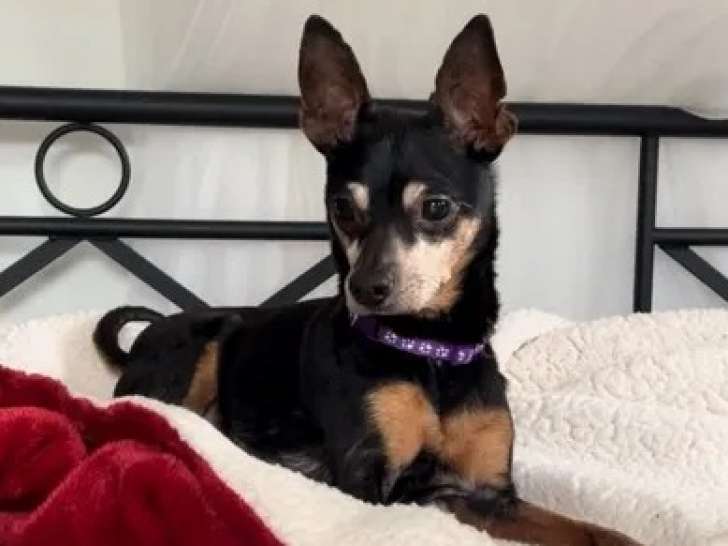Chien Pinscher Nain de 10 ans en attente d'une famille