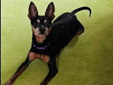 Chien Pinscher Nain de 10 ans en attente d'une famille