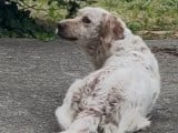 Chien Setter Anglais de 12 ans en quête d'un foyer