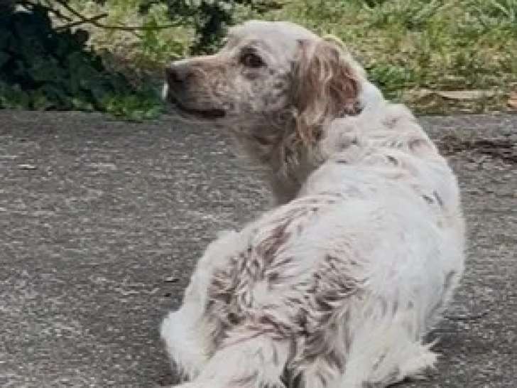Chien Setter Anglais de 12 ans en quête d'un foyer