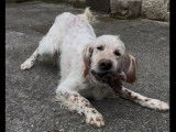 Chien Setter Anglais de 12 ans en quête d'un foyer