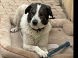À adopter : chien marron et blanc
