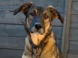 Adoption disponible : chien Berger Allemand fauve charbonné