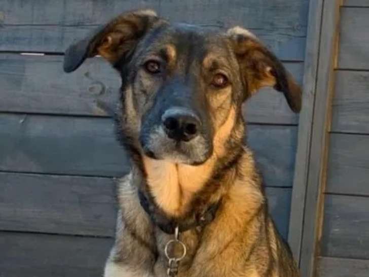 Adoption disponible : chien Berger Allemand fauve charbonné