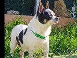 Chienne Chihuahua de 6 ans à la recherche d'un foyer
