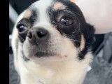 Chienne Chihuahua de 6 ans à la recherche d'un foyer