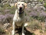 Disponible à l'adoption : chien Labrador sable