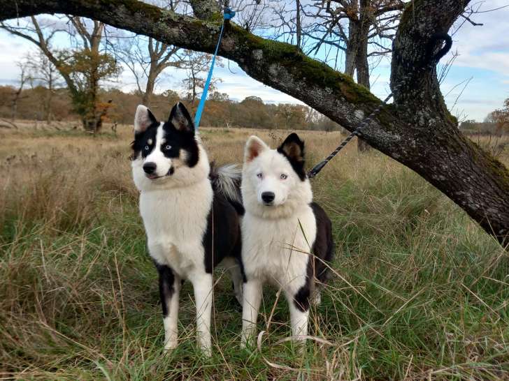 Chiots Laïka de Yakoutie LOF à vendre