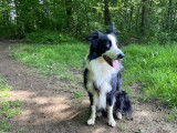 Cherche Border Collie femelle pour une sailllie