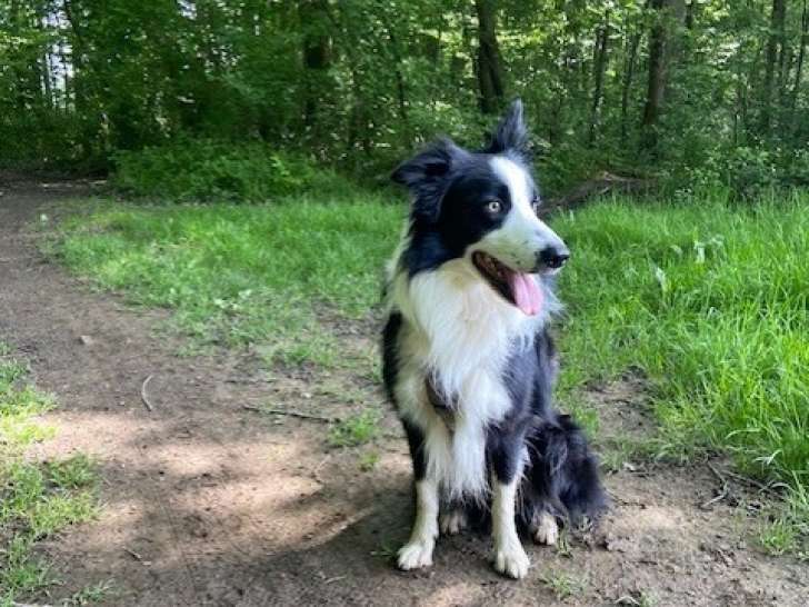 Cherche Border Collie femelle pour une sailllie