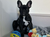 Chiot mâle Bouledogue Français LOF à vendre