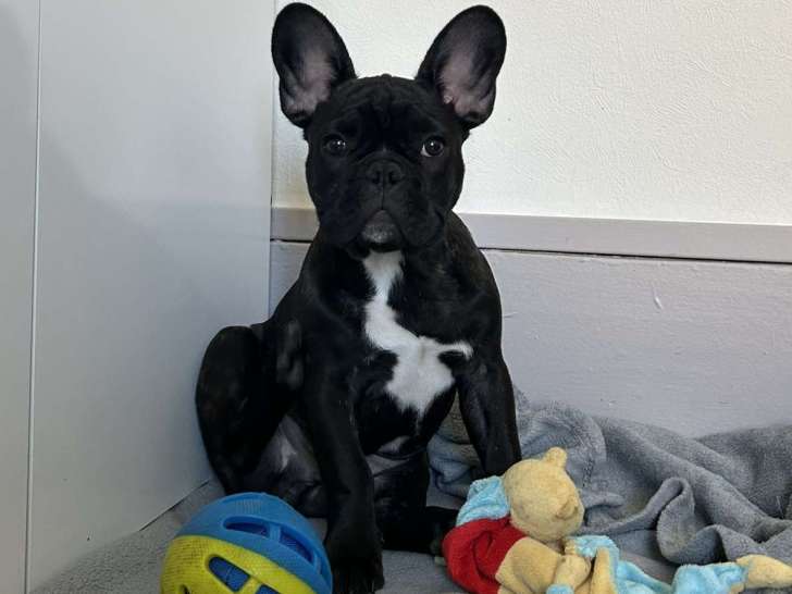 Chiot mâle Bouledogue Français LOF à vendre