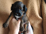 Adorables chiots Chien Chinois hairy à vendre