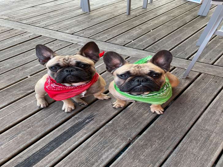 Timon et Pumba, mâles Bouledogue Français disponibles pour saillie