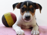 Chiots Fox Belge – vifs, intelligents et pleins de caractère