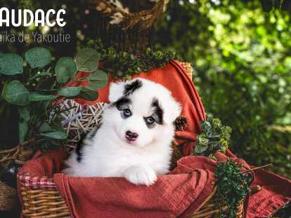 Chiots Laïka de Iakoutie à vendre