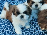 Chiots Shih Tzu à vendre